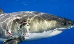 鲨鱼的视频,鲨鱼世界的惊险探秘